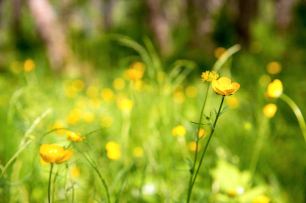 istock Close-up Wild yellow flower in a green forest 698153050