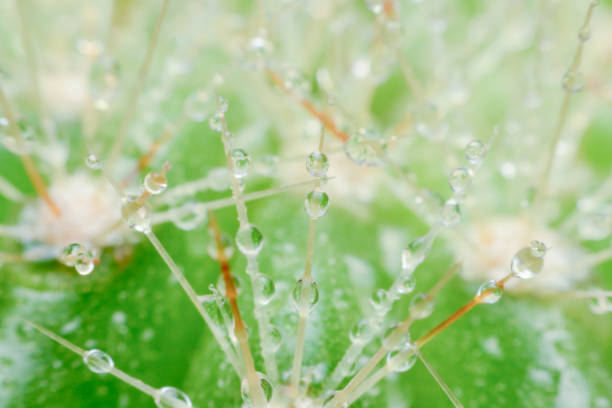 istock close up  macro of a cactus with morning dew on it 698155122