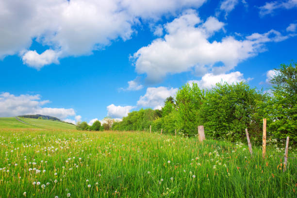 Green trees on the flowers field and clouds