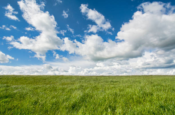 istock Peaceful field and sky landscape 698163796