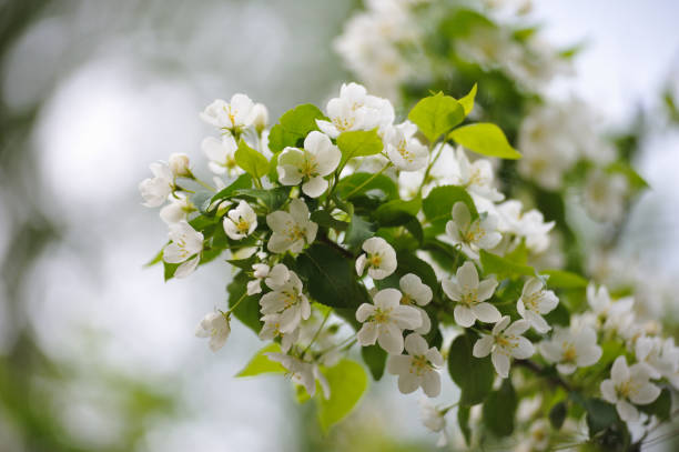 istock Blossom of apple trees. 698164956