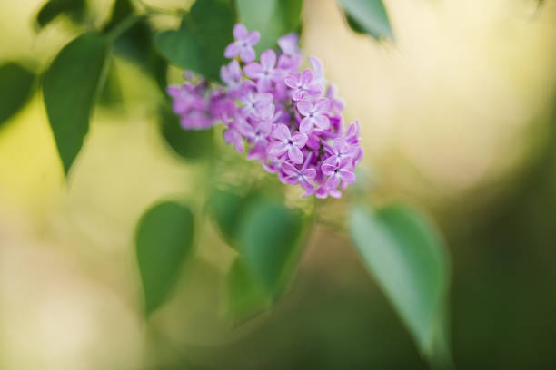 istock Purple Lilac Flower blooming 698175104