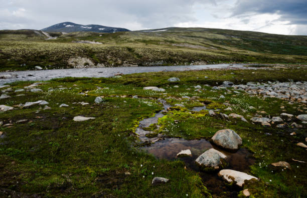istock Dovrefjell–Sunndalsfjella National Park 698178872