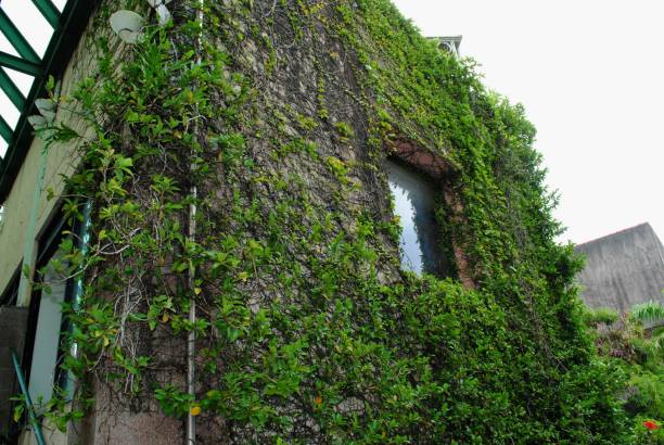 istock Abandoned building covered by green plants 698189262