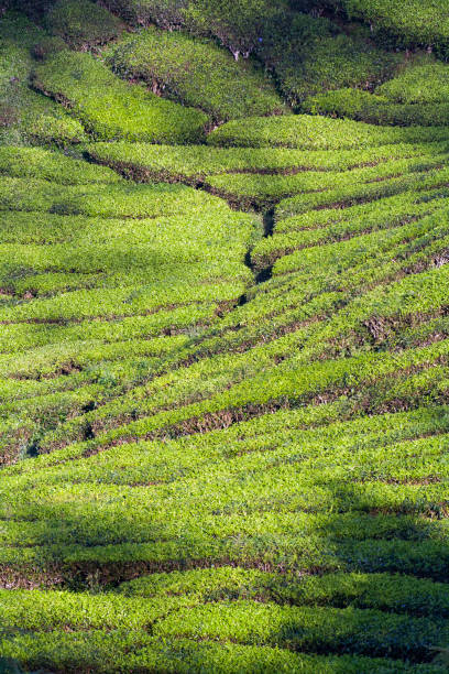 istock An Asian tea plantation. 698189996