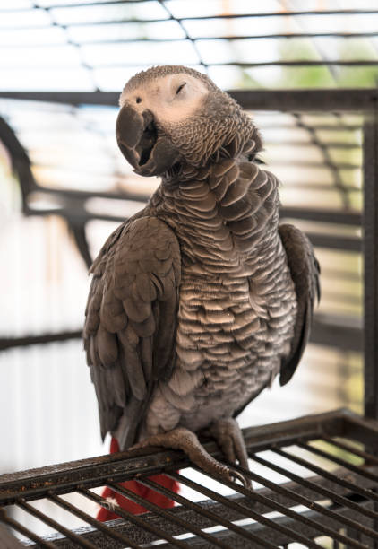 気を惹くアフリカ灰色のオウム - african grey parrot ストックフォトと画像