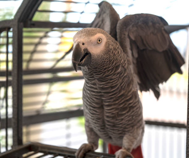 istock African grey parrot fanning its wings 698191050