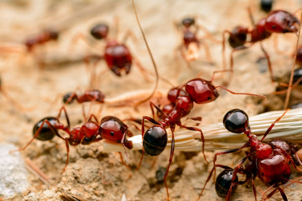 istock Strong jaws of red ant close-up 698207558