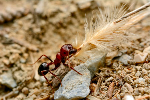 istock Strong jaws of red ant close-up 698211446