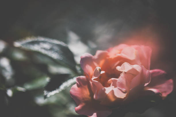 Garden rose in summer