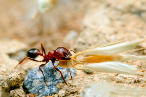 istock Strong jaws of red ant close-up 698214474