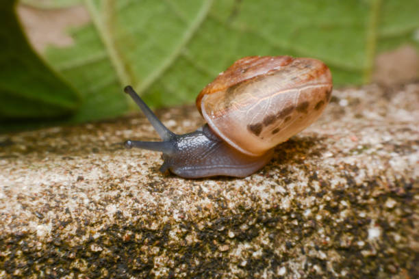 istock Lonely Snail Mollusk With Snail Trail 698217566