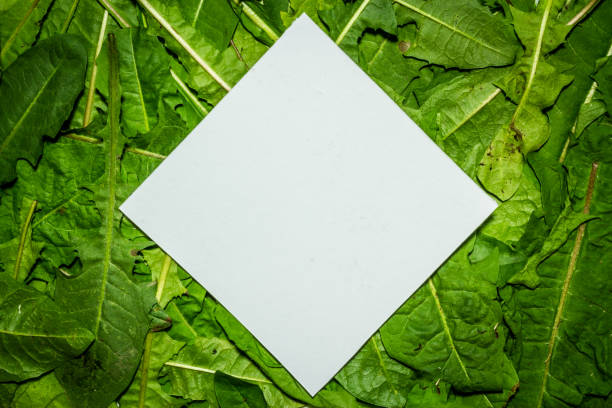 istock Creative layout made of dandelion green leaves. Flat lay. Nature background 698230808