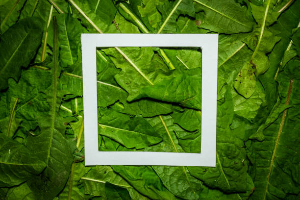istock Creative layout made of dandelion green leaves. Flat lay. Nature background 698230912