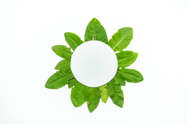 istock Creative layout made of dandelion green leaves. Flat lay. Nature background 698231048