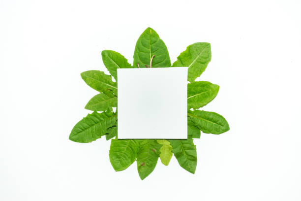 istock Creative layout made of dandelion green leaves. Flat lay. Nature background 698231082