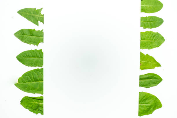 istock Creative layout made of dandelion green leaves. Flat lay. Nature background 698231130