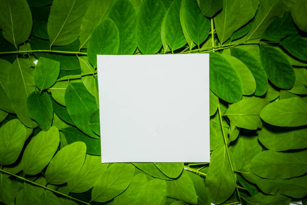 istock Creative layout made of acacia green leaves. Flat lay. Nature background 698231520