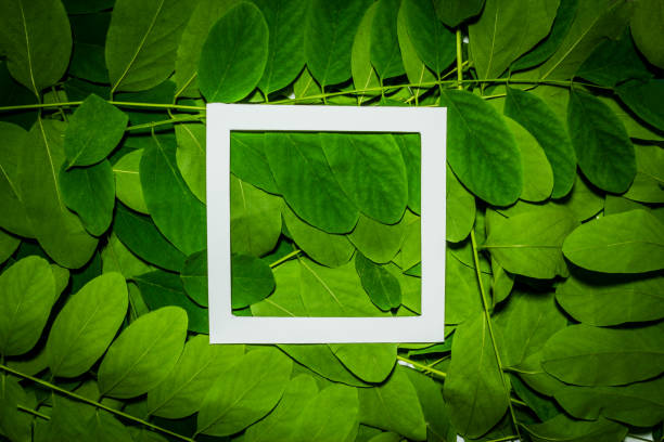 istock Creative layout made of acacia green leaves. Flat lay. Nature background 698231540