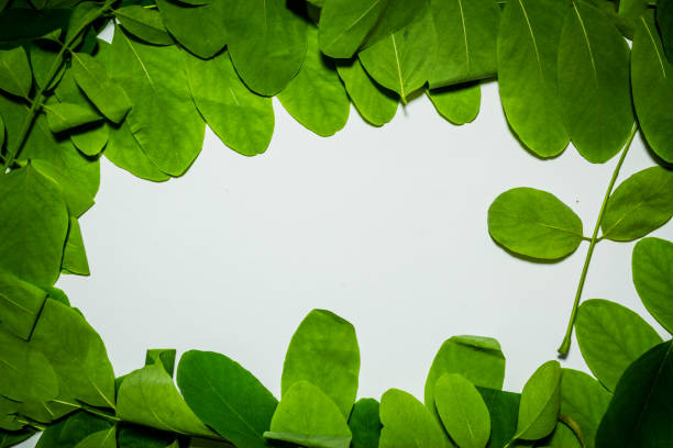 istock Creative layout made of acacia green leaves. Flat lay. Nature background 698231650