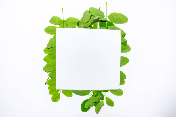 istock Creative layout made of acacia green leaves. Flat lay. Nature background 698231680