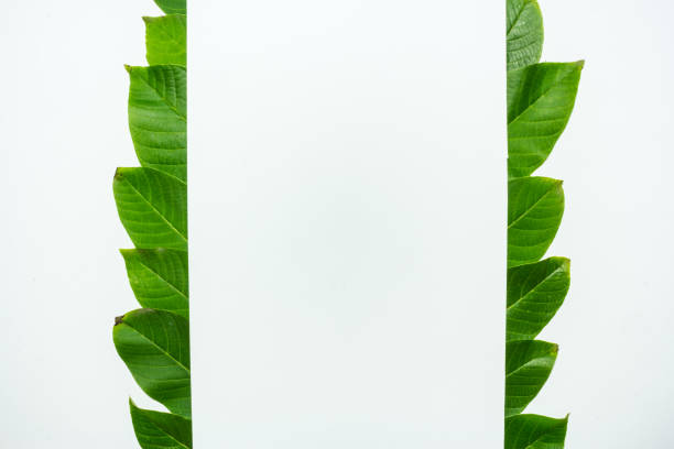 istock Creative layout made of walnut green leaves. Flat lay. Nature background 698231946
