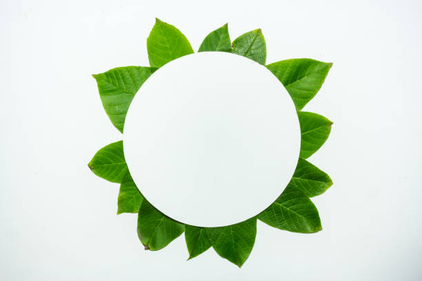 istock Creative layout made of walnut green leaves. Flat lay. Nature background 698231972