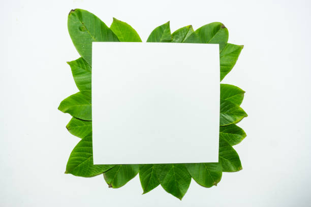 istock Creative layout made of walnut green leaves. Flat lay. Nature background 698232020