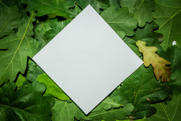 istock Creative layout made of oak green leaves. Flat lay. Nature background 698232072