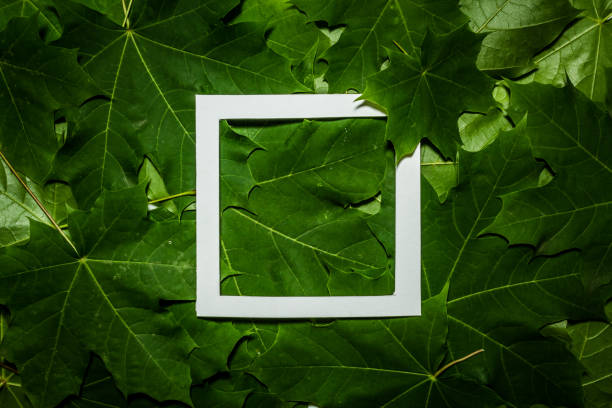 istock Creative layout made of maple tree green leaves. Flat lay. Nature background 698232638