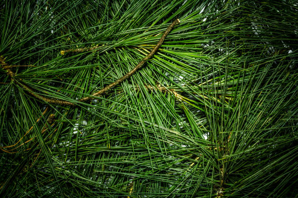 Creative layout made of green pine leaves. Flat lay. Nature background