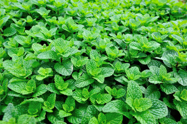 istock green mint plant in growth at vegetable garden 698238766