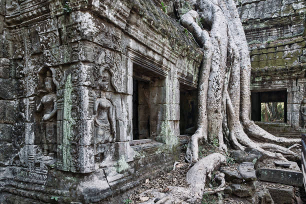 ta prohm temple angkor wat siem reap cambodia - angkor wat buddhism cambodia tourism imagens e fotografias de stock