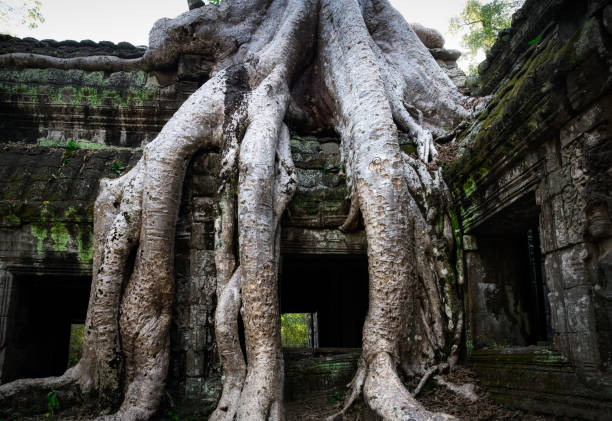 angkor wat ta prohm świątynia siem reap kambodża - wat angkor thom zdjęcia i obrazy z banku zdjęć