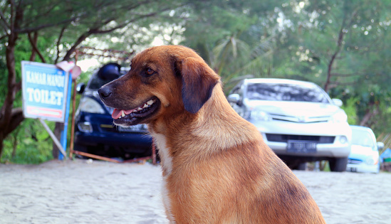 Indonesian local dog in Jogjakarta