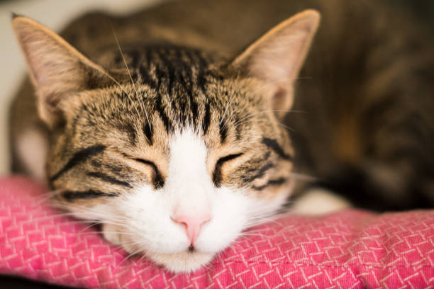 istock Close up cat face on pink bed 698302974