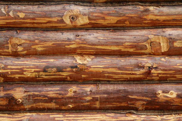 istock A round tree, a wall of wood, a background. 698307604