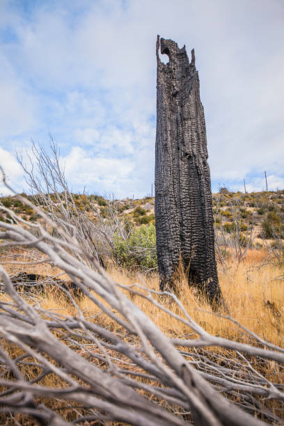 istock The burned tree after the wildfire in Yosemite 698325180