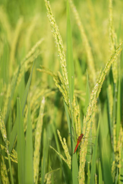 Red dragonfly is on rice plant. Red dragonfly is on rice plant. calopteryx syriaca stock pictures, royalty-free photos & images
