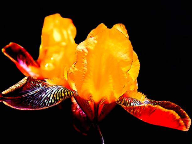 istock Illustration of iris flowers on a black background 698345838