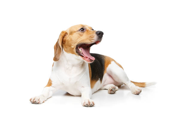 istock beautiful beagle dog isolated on white 698349352