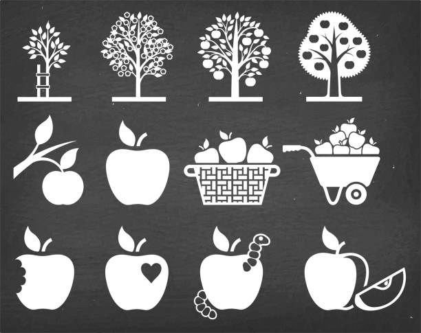 ilustrações, clipart, desenhos animados e ícones de conjunto de ícones de vetor de maçã árvore crescendo e agricultura biológica - nature black and white leaf black background