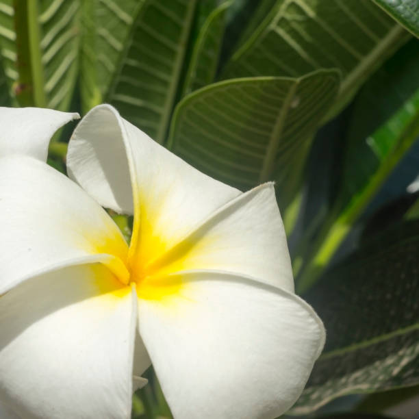 istock plumeria flowers 698372610