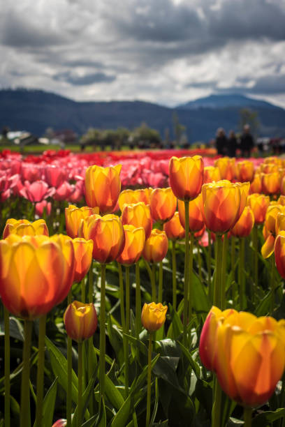 istock Field of Flowers 698378352
