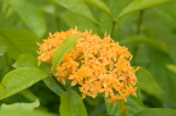 istock Yellow Ixora flower with soft focus background 698385836