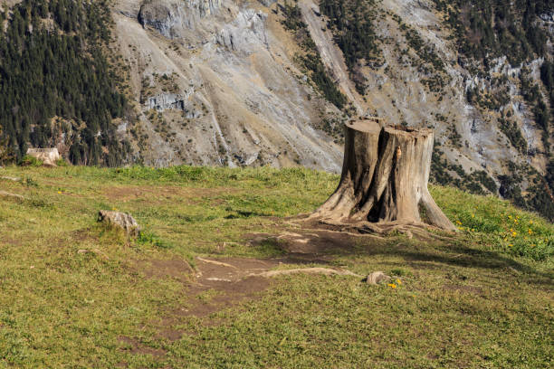 Photos of dead trees in California.