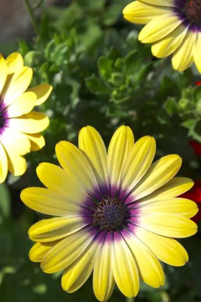 Yellow and purple Gerbera daisy