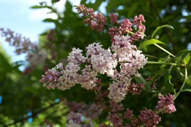 Lilac flower