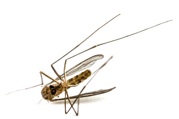 istock The dead mosquito,  isolated on white background 698403528