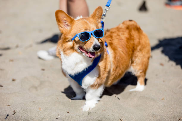 Northern California Corgi Con
